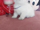 Top Kafa Erkek