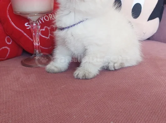 Top Kafa Erkek görsel