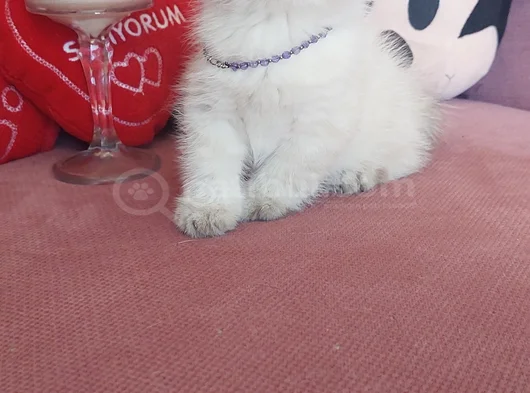 Top Kafa Erkek görsel