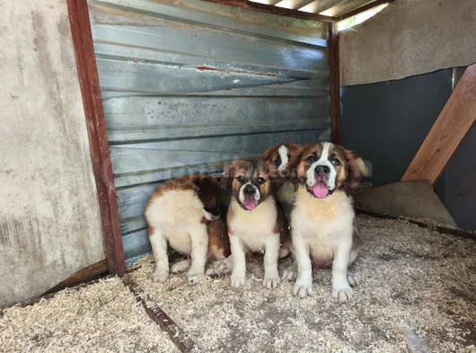 Irk Garantili Dişi Erkek Saint Bernard Yavrularımız görsel