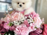 Mi̇ni̇ Ve Teacup Pomerani̇an Boo