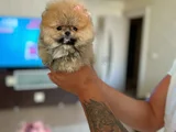 Mi̇ni̇ Ve Teacup Pomerani̇an Boo