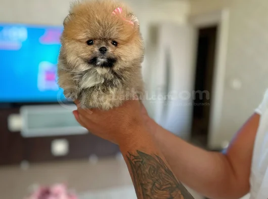 Mi̇ni̇ Ve Teacup Pomerani̇an Boo görsel