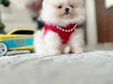 Mi̇ni̇ Ve Teacup Pomerani̇an Boo