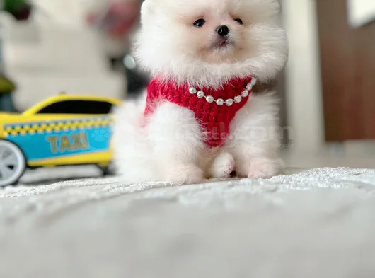 Mi̇ni̇ Ve Teacup Pomerani̇an Boo görsel