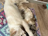 Pekinez Kırması
