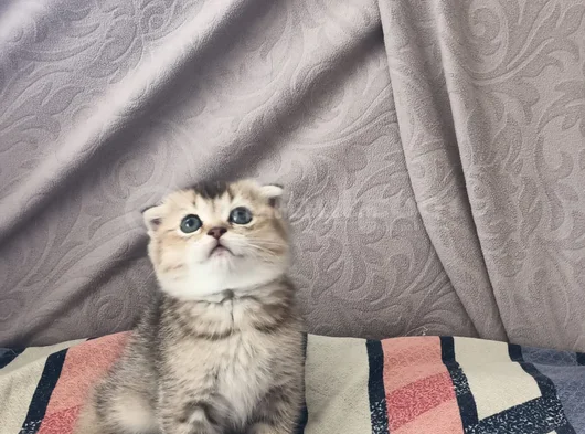 Dünyalar Tatlısı Eğik Kulaklı Scottish Fold Yavrularım görsel
