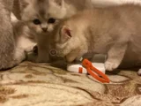 Birbirinden Güzel Cins Yavrularım