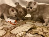 Birbirinden Güzel Cins Yavrularım