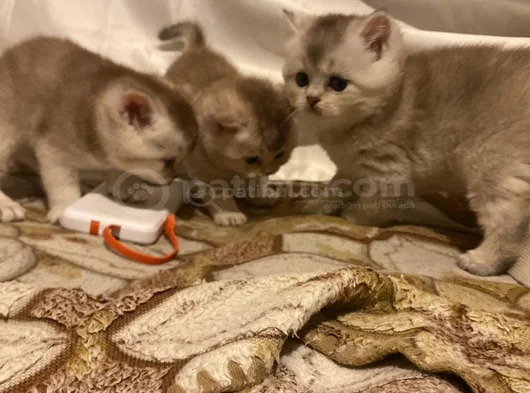 Birbirinden Güzel Cins Yavrularım görsel