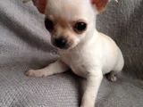 Dişi Erkek Chihuahua Bebeklerimiz