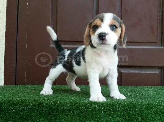 Dişi Erkek Beagle Bebek Yavrularımız