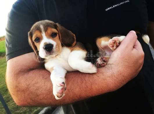 Dişi Erkek Beagle Bebek Yavrularımız görsel