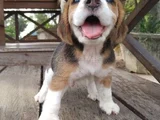 Dişi Erkek Beagle Bebek Yavrularımız