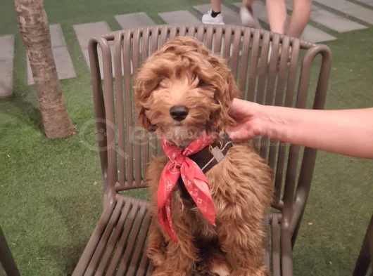 Dost Canlısı Maltipoo