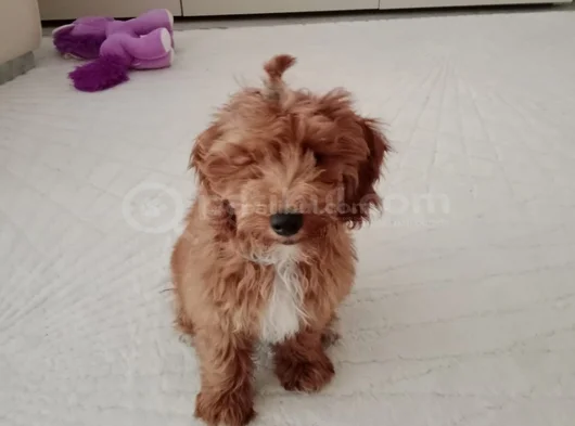 Dost Canlısı Maltipoo görsel