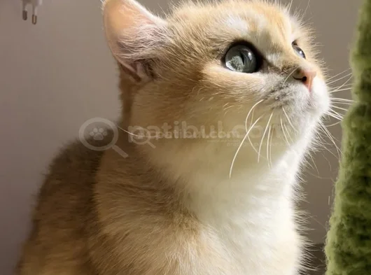 British Shorthair Bri Ny 12 Dişi görsel