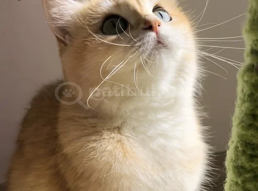 British Shorthair Bri Ny 12 Dişi görsel