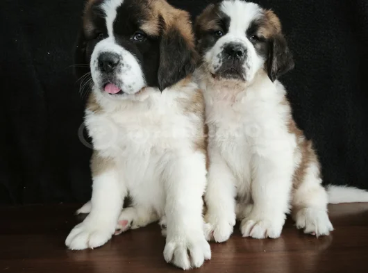 Irk Garantili Dişi Erkek Saint Bernard Yavrularımız