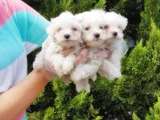 Maltese Terri̇er Yavrusu