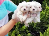 Maltese Terri̇er Yavrusu