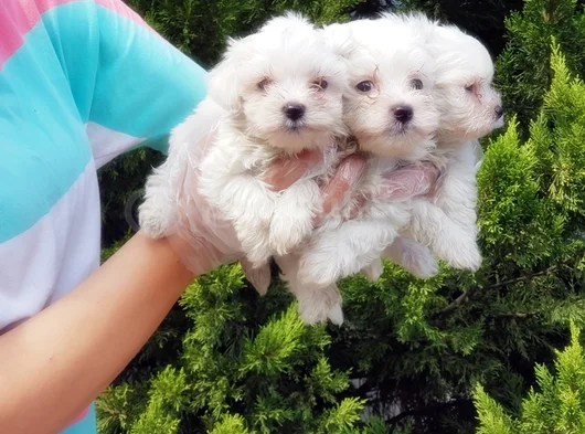 Maltese Terri̇er Yavrusu görsel