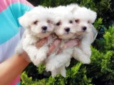 MALTESE TERRİER YAVRUSU
