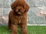 Poodle en özel yavrular