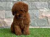 Poodle En Özel Yavrular