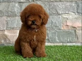 Poodle En Özel Yavrular