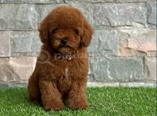 Poodle En Özel Yavrular görsel