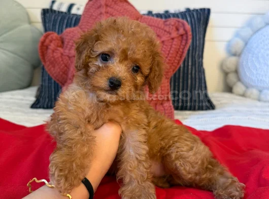 Royal Line Toy Poodle görsel