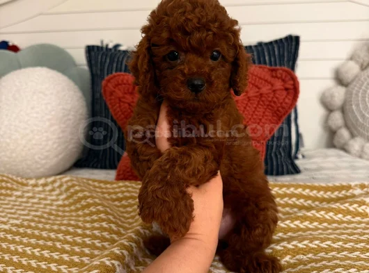 Mükenmel Ni̇rvana Poodle Yavrulari görsel