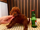Royal Line Toy Poodle
