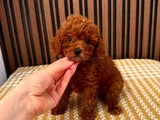Royal Line Toy Poodle