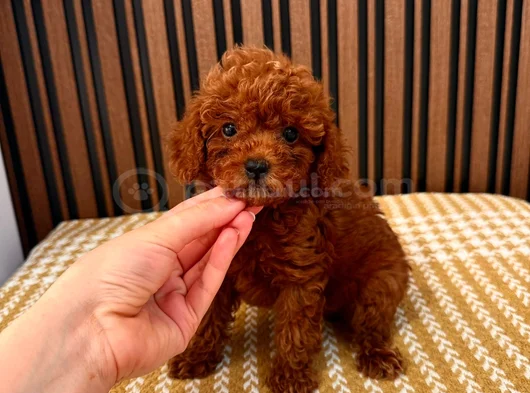Royal Line Toy Poodle görsel