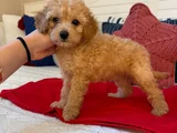 Mükenmel Ni̇rvana Poodle Yavrulari