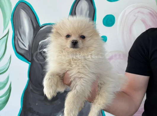 Sağlık Ve Irk Garantili Pomeranian Yavrum görsel