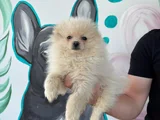 Sağlık Ve Irk Garantili Pomeranian Yavrum