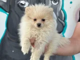 Sağlık Ve Irk Garantili Pomeranian Yavrum