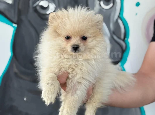 Sağlık Ve Irk Garantili Pomeranian Yavrum görsel