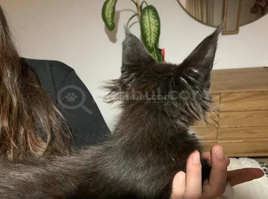 Nadi̇r Renk Mai̇ne Coon 11 Ni̇san Doğumlu Düşü Tek Kaldi görsel