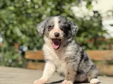 Blue Merle En Özel Border Collie Yavrumuz
