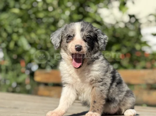 Blue Merle En Özel Border Collie Yavrumuz görsel
