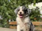 Blue Merle En Özel Border Collie Yavrumuz
