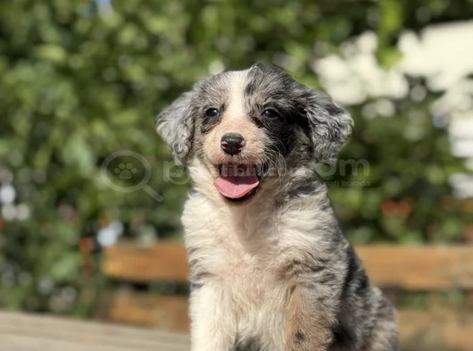 Blue Merle En Özel Border Collie Yavrumuz görsel