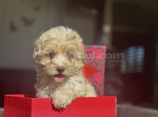 Mi̇ni̇ Boy Malti̇poo Üst Kali̇te Bebek Surat görsel