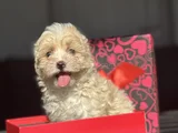 Mi̇ni̇ Boy Malti̇poo Üst Kali̇te Bebek Surat