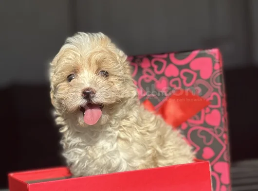 Mi̇ni̇ Boy Malti̇poo Üst Kali̇te Bebek Surat görsel
