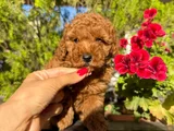 SAFKAN GÜZELLİK DİŞİ POODLE YAVRULAR